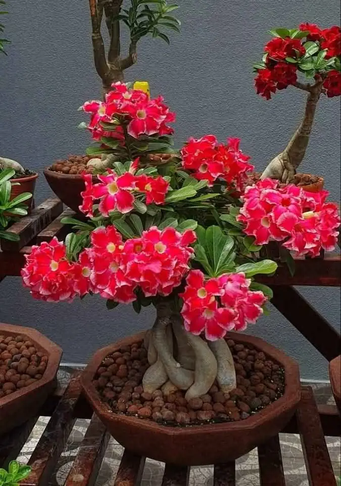 Paket 4 pohon dan bunya warna campur