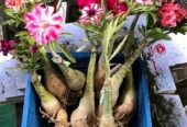 Paket 4 pohon dan bunya warna campur