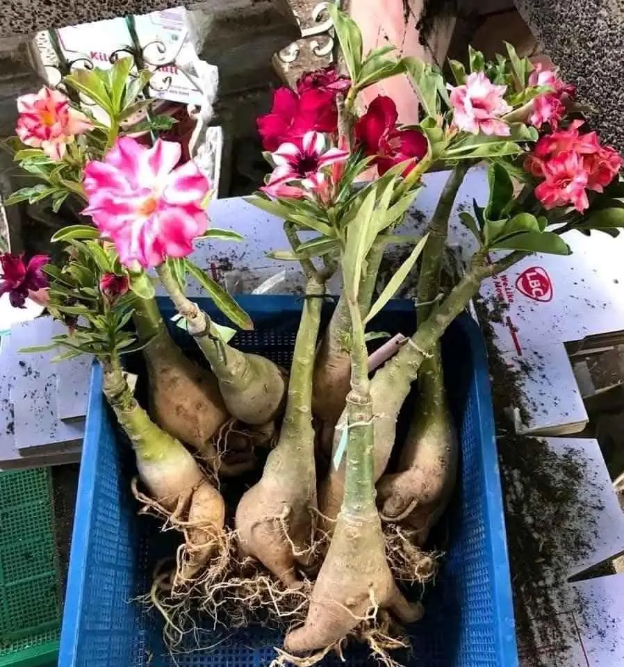 Paket 4 pohon dan bunya warna campur