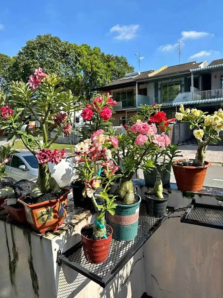 Paket 4 pohon dan bunya warna campur