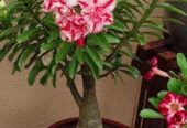 Paket 4 pohon dan bunya warna campur