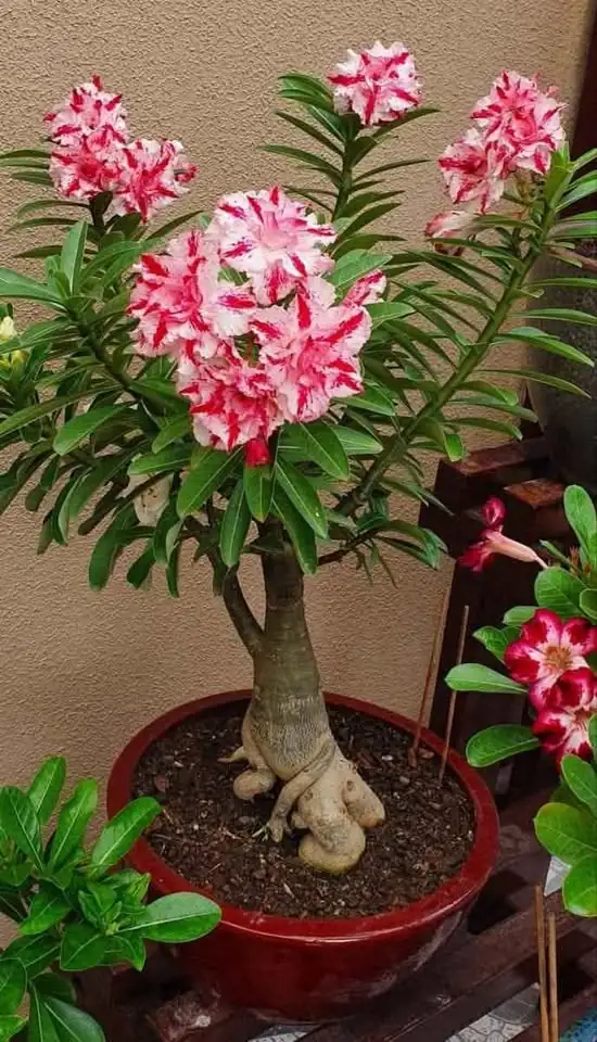 Paket 4 pohon dan bunya warna campur