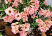 Paket 4 pohon dan bunya warna campur