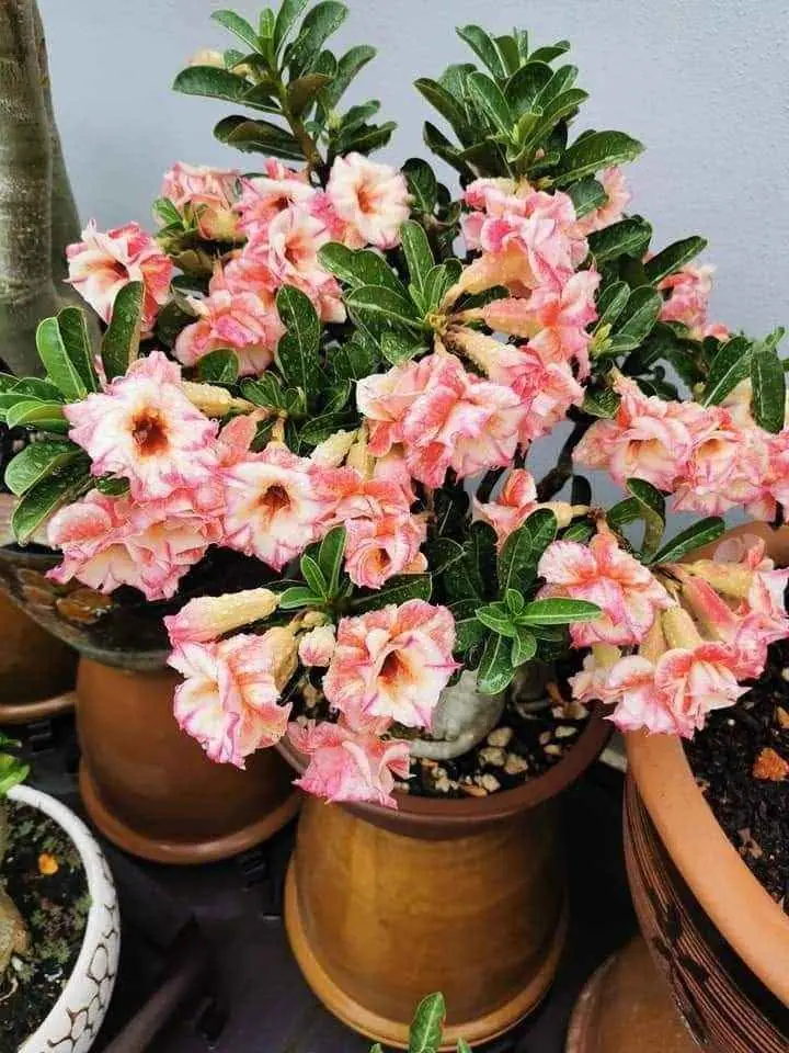 Paket 4 pohon dan bunya warna campur