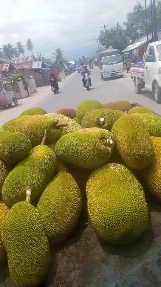 Buah Nangka utuh dan Kupas