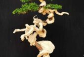 Bonsai Cemara Tanuki