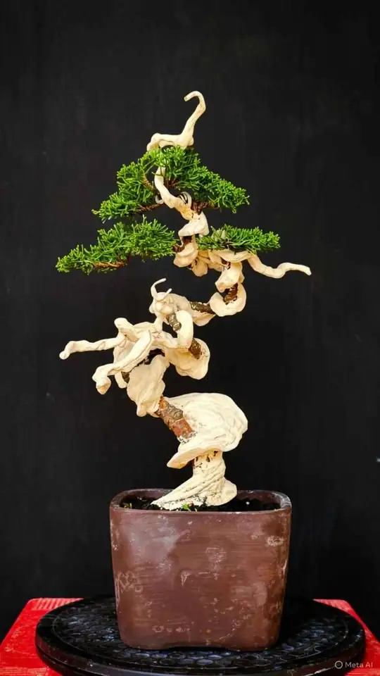 Bonsai Cemara Tanuki