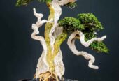 Bonsai Cemara Tanuki