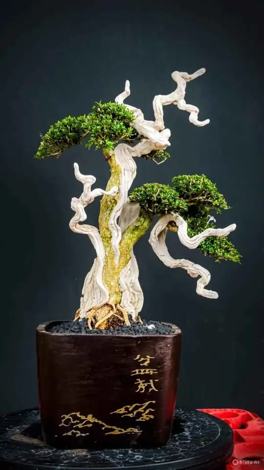 Bonsai Cemara Tanuki