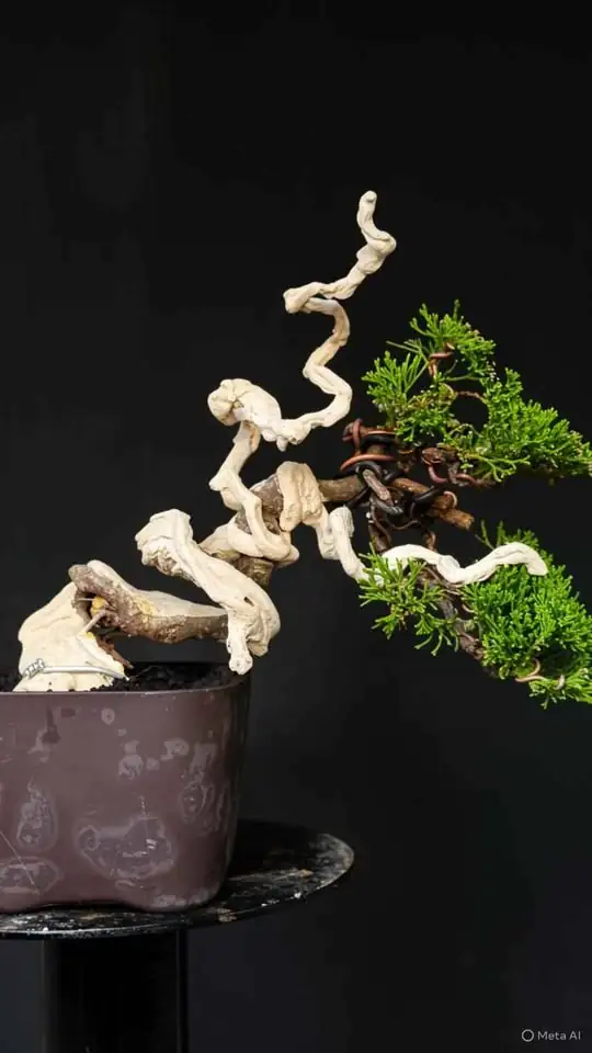 Bonsai Cemara Tanuki