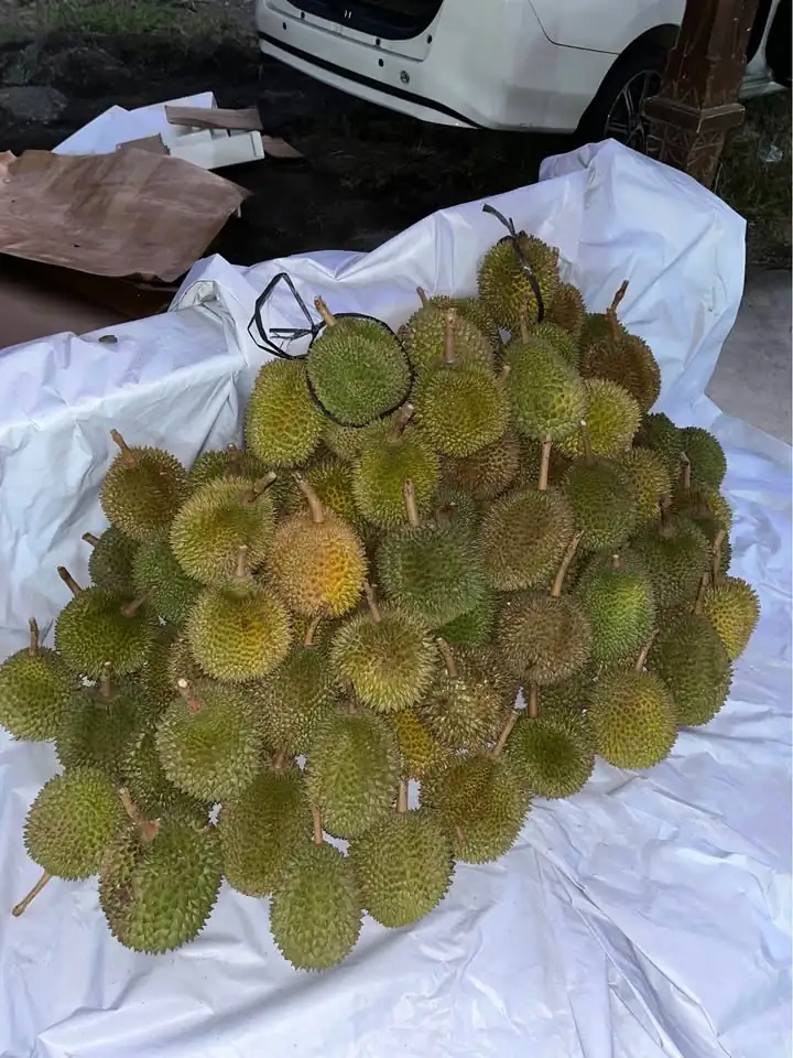Durian trengalek grade b & c