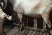 Jual kambing qurban dan aqiqah
