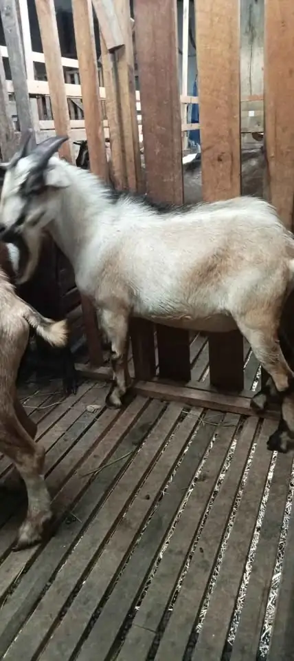 Jual kambing qurban dan aqiqah