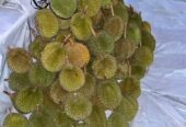Durian trengalek grade b & c