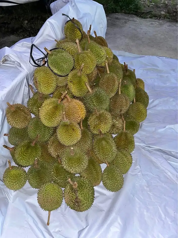 Durian trengalek grade b & c