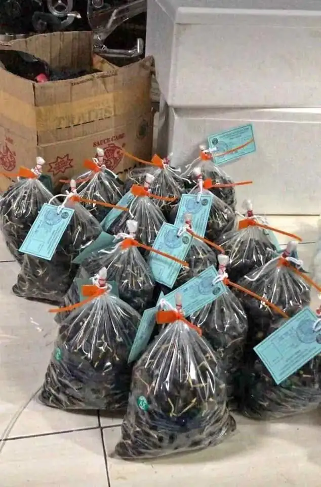 Bibit kecambah kelapa sawit