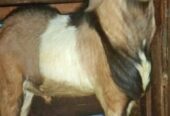 Kambing Qurban.. menjual hewan untuk Qurban