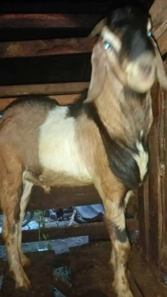 Kambing Qurban.. menjual hewan untuk Qurban