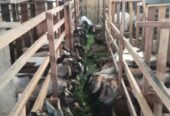 Jual kambing qurban dan aqiqah