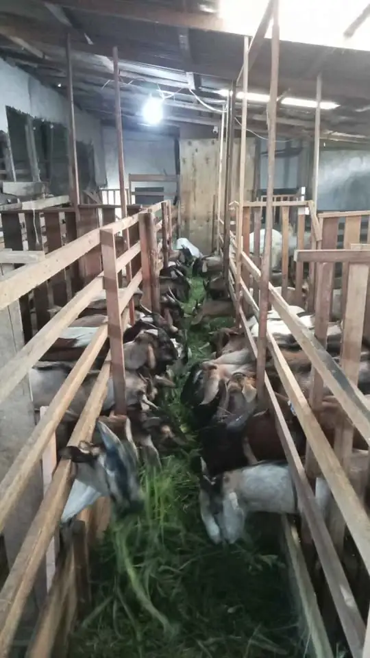 Jual kambing qurban dan aqiqah