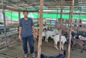 Jual kambing qurban dan aqiqah