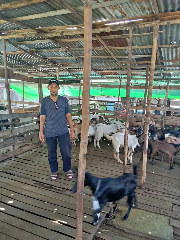 Jual kambing qurban dan aqiqah