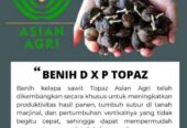 Bibit kecambah kelapa sawit