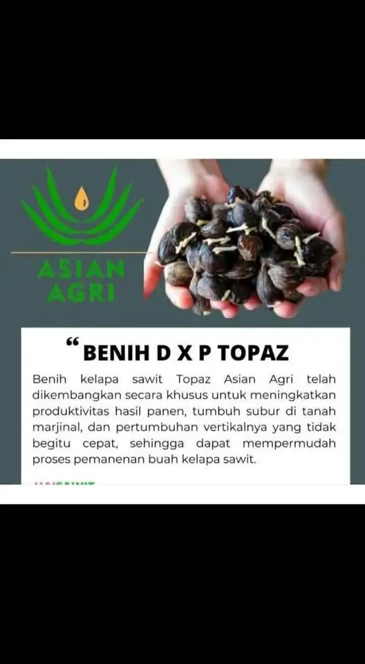 Bibit kecambah kelapa sawit