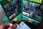 Bibit kecambah kelapa sawit