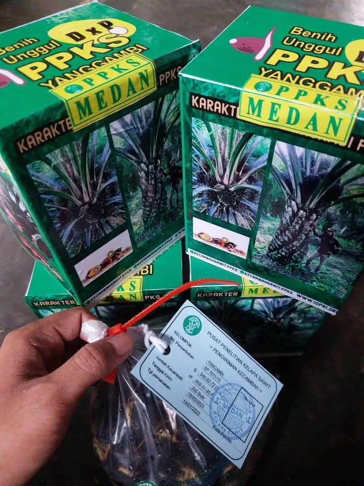 Bibit kecambah kelapa sawit
