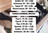 Jual kambing qurban dan aqiqah