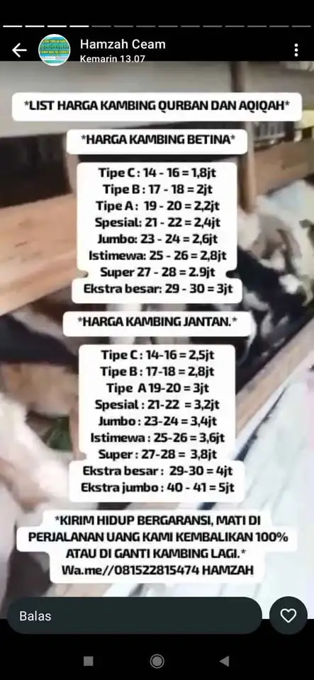 Jual kambing qurban dan aqiqah