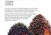 Bibit kecambah kelapa sawit