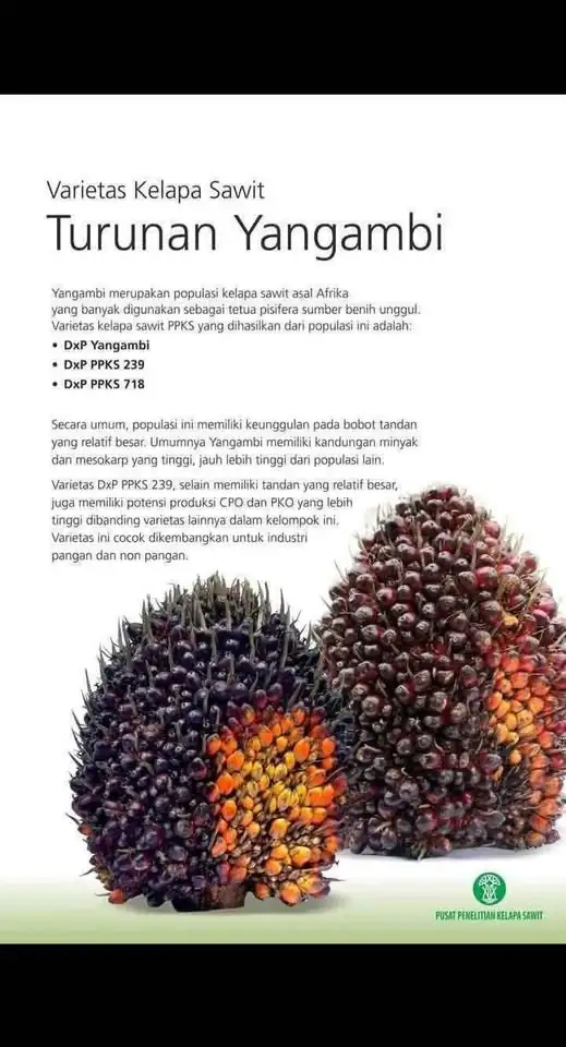 Bibit kecambah kelapa sawit