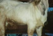 Kambing Qurban.. menjual hewan untuk Qurban