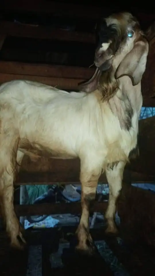 Kambing Qurban.. menjual hewan untuk Qurban