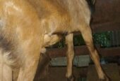 Kambing Qurban.. menjual hewan untuk Qurban