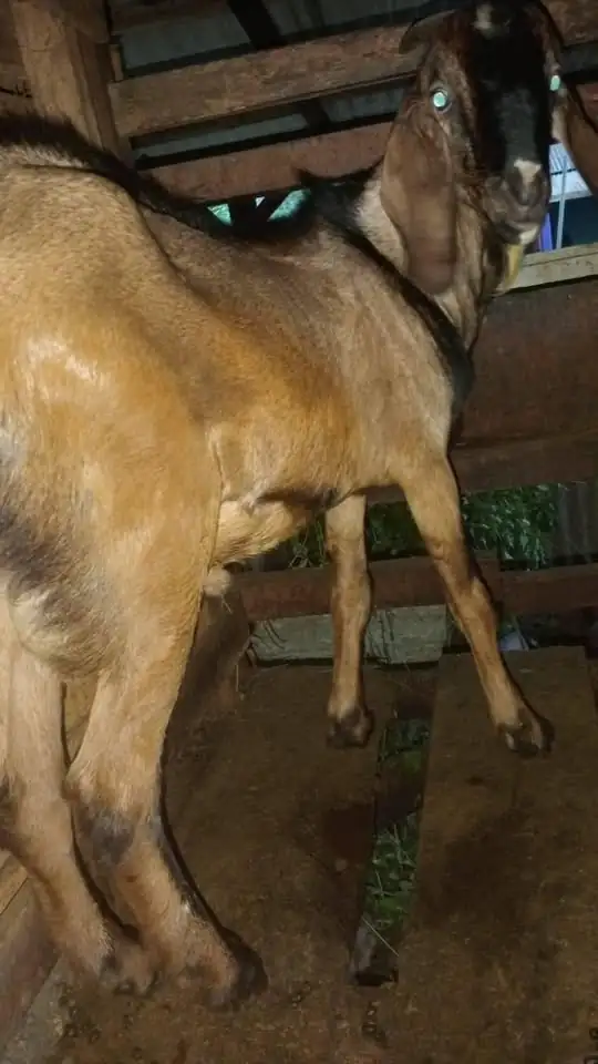 Kambing Qurban.. menjual hewan untuk Qurban