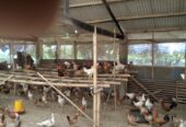 Dijual ayam kampung dan telor telur ayam kampung di daerah kaban jahe tanah karo sumatera utara 082169138952