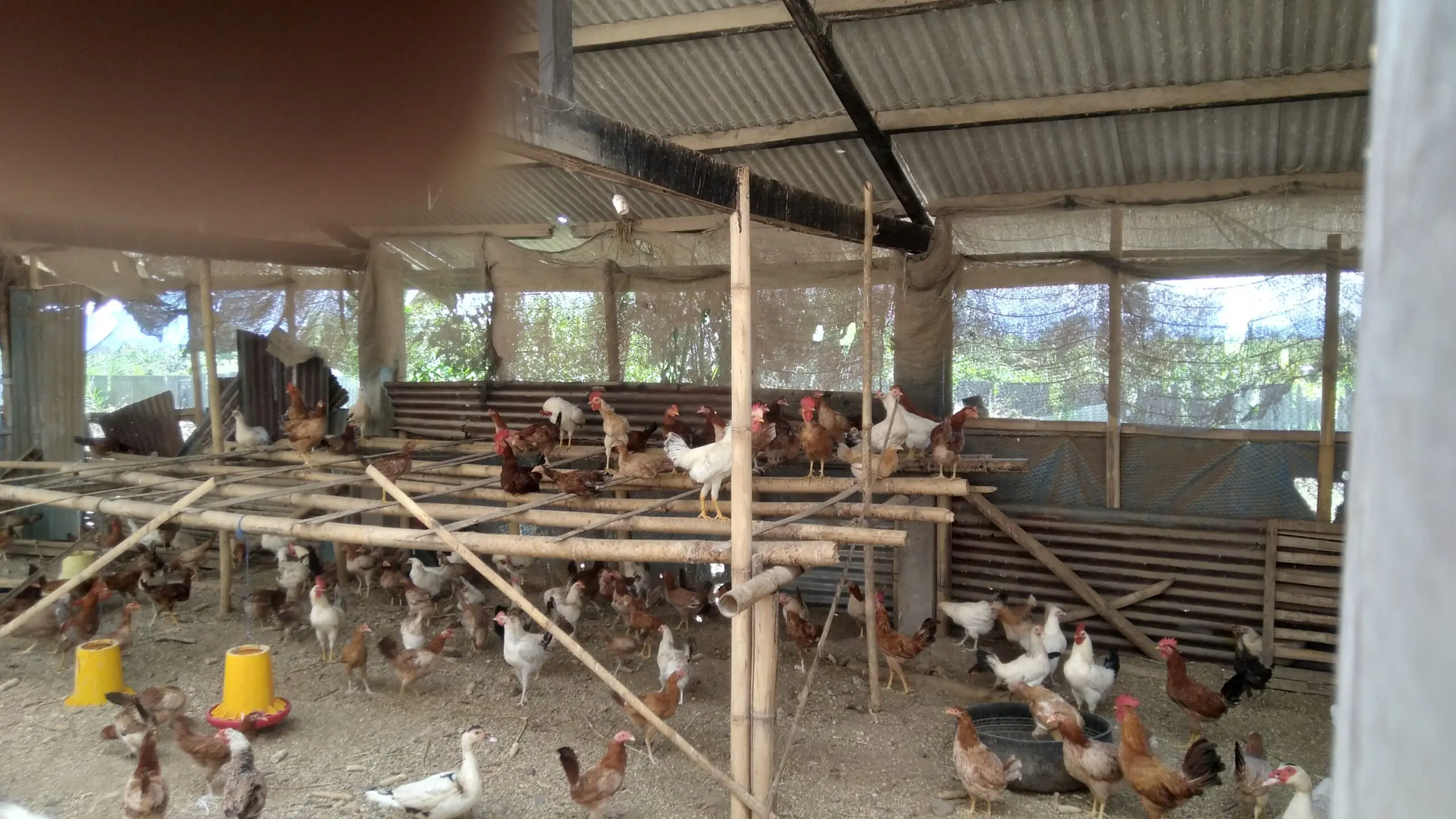 Dijual ayam kampung dan telor telur ayam kampung di daerah kaban jahe tanah karo sumatera utara 082169138952
