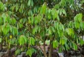 Bibit Durian dan buah super